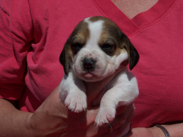 baby beagles double