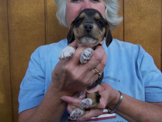 Daisy's_4WkOld_Pups_005.jpg